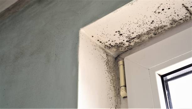 Asbestos and Lead Testing During Mold Inspection in Ayden, NC