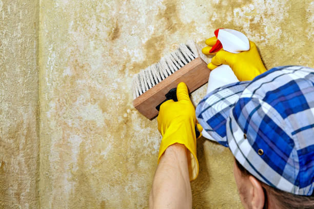 Best Basement Mold Removal  in Ayden, NC
