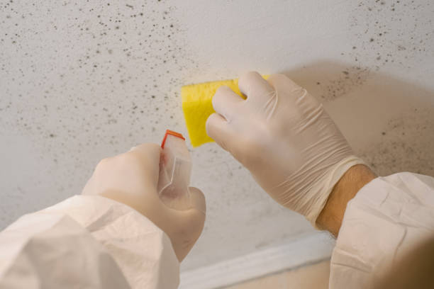 Best Mold Removal for HVAC Installations  in Ayden, NC