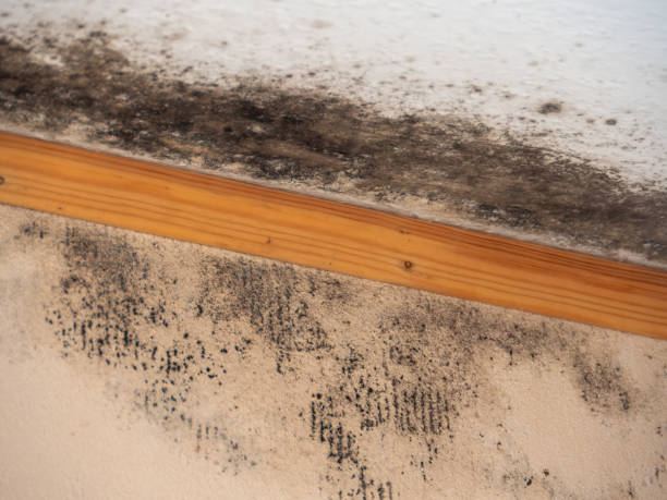 Best Mold Remediation for Healthcare Facilities  in Ayden, NC