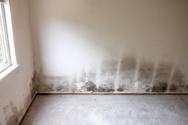 Best Industrial Mold Remediation  in Ayden, NC