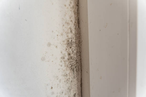Best Residential Mold Inspection & Testing  in Ayden, NC