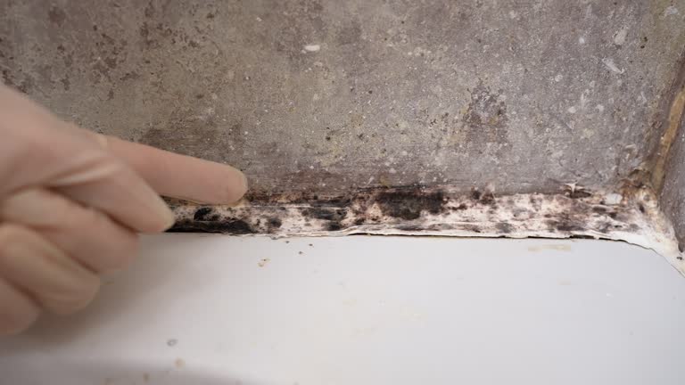Best Water Damage & Mold Remediation  in Ayden, NC